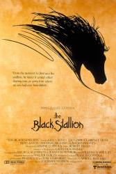 The Black Stallion picture