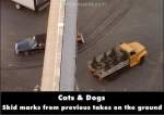 Cats & Dogs mistake picture